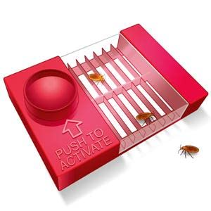 Bed Bug Trap